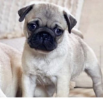 The puggy club