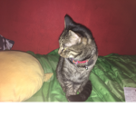 Sammy the cat squad