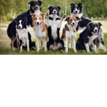Doggy time yay