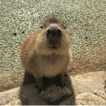 Pablo community:]
