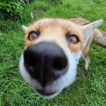 Foxsleep Gang