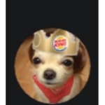 Dog Play fortnite on a ps4