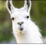 Llama!!!!