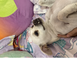 Chato and owly