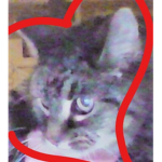 Team Cats For ever
