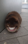 Guinea piggg