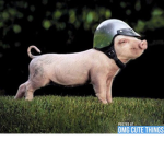 Pig fan gang