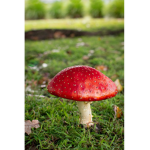 The Mushroom CIan