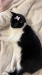 sillykittymia