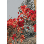 velet rose's