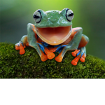 FrogNice