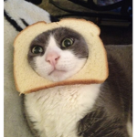 Bread cat gang