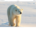 #Polar Bears United