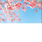 Blossom squad xoxo