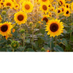 ~>+Sunflower squad+<~
