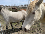 The Dream Horses