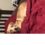 Dogs are the best : )