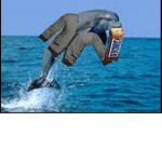 dolphin pie