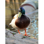 Hello duckies