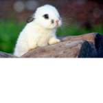 #Rabbits Rule squad!