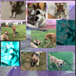 Make these dogs famous pls