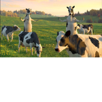 FLAVOURS OF THE COWS