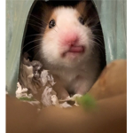 nugggets