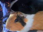 Guinea pig _Rob