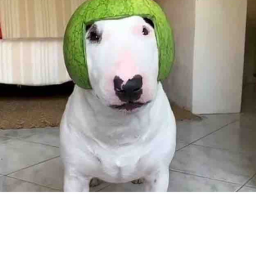 walter and watermelons PVP UPDATE!