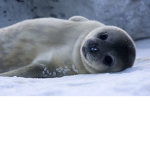 ~Animals!~