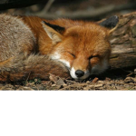_Foxiess_