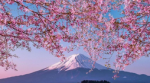 Sakura Stu
