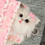 Evelynxxkittys