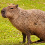 Capybara clouthes