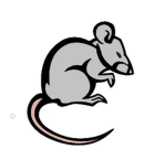 Mouse C.O