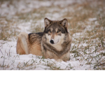 The Wolves and Duck