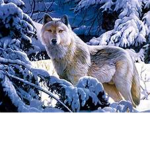Wolves United!!!!!