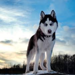 wolf attack group