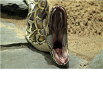 Python attackers