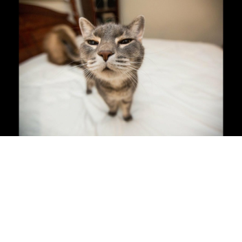 Untitled Fighting Game