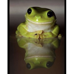 Frogs :D
