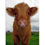 Just.cows