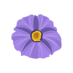 // NIGHTSHADE //