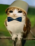 The Secret Squad of Cats