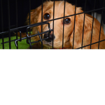 SAVE THESE DOGS! Were my clothing to support them!