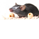 Rats Fashion