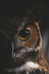 The cute owl