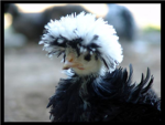 Chicken fan club x <3 :)