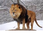 Lion™