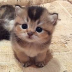 Cats - United